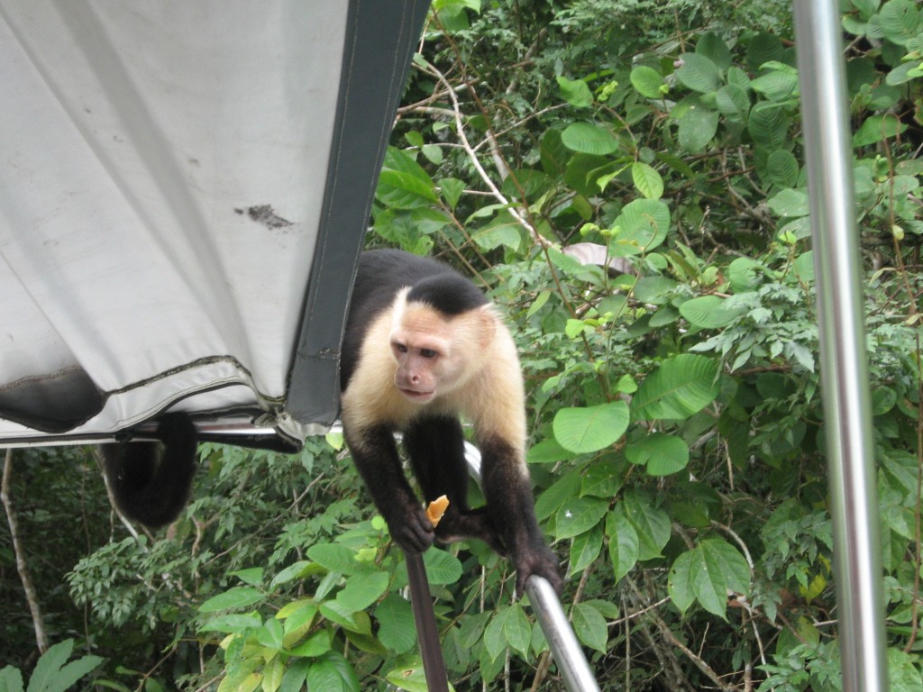monkey island boat tour panama canal gamboa rainforest resort