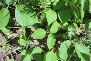 poison ivy ontario canada