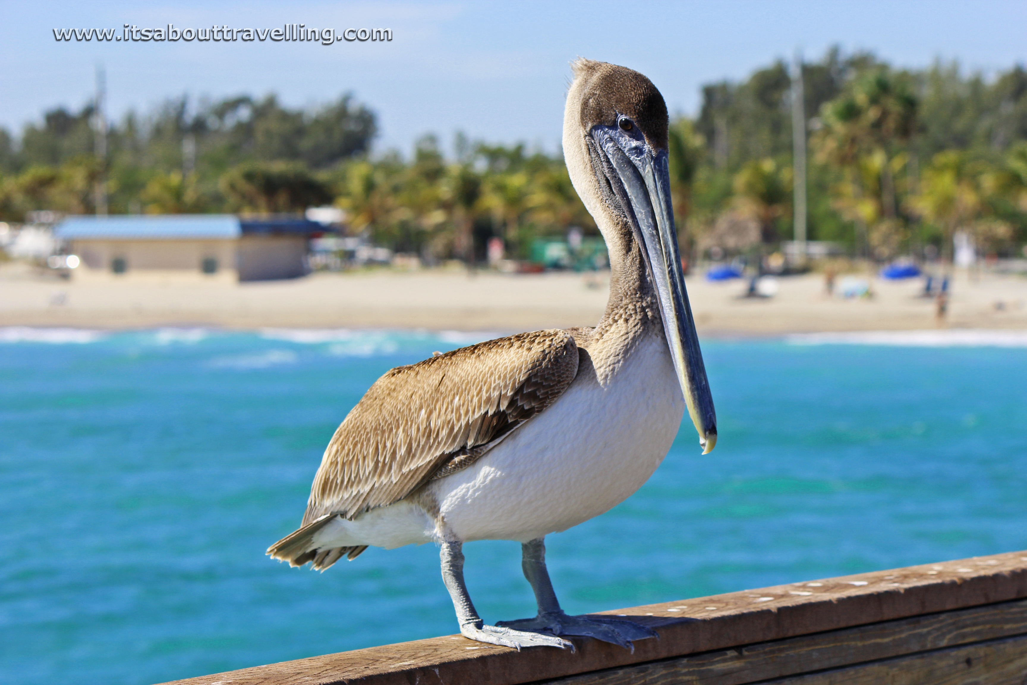 dania beach pier florida pelican