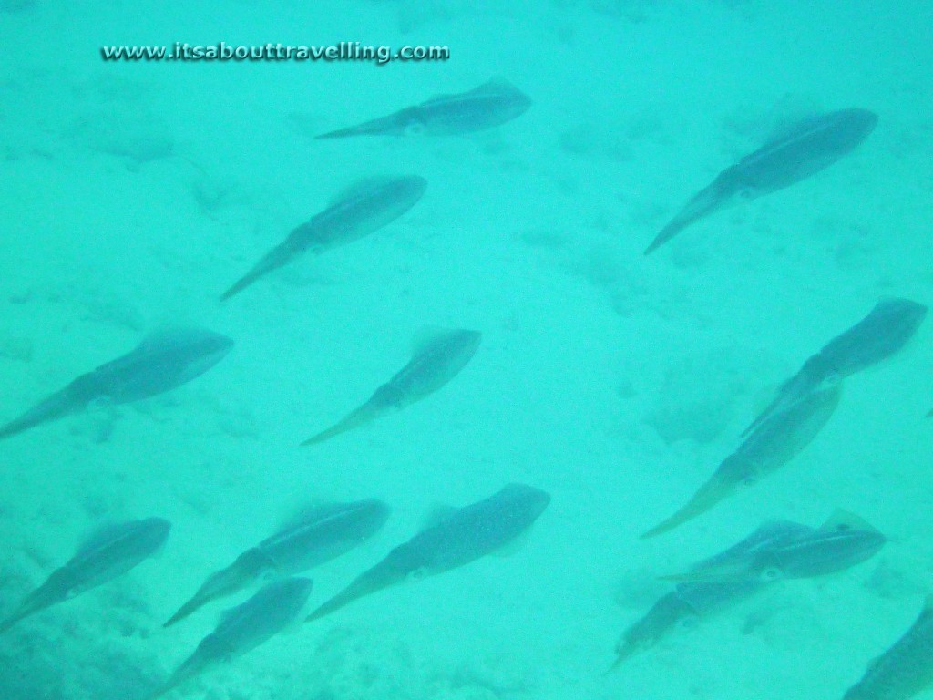 caribbean reef squid grand turk turks and caicos