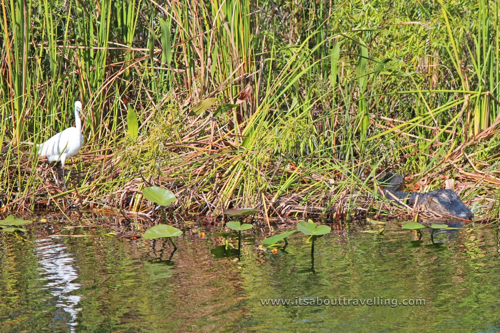 alligator alley florida