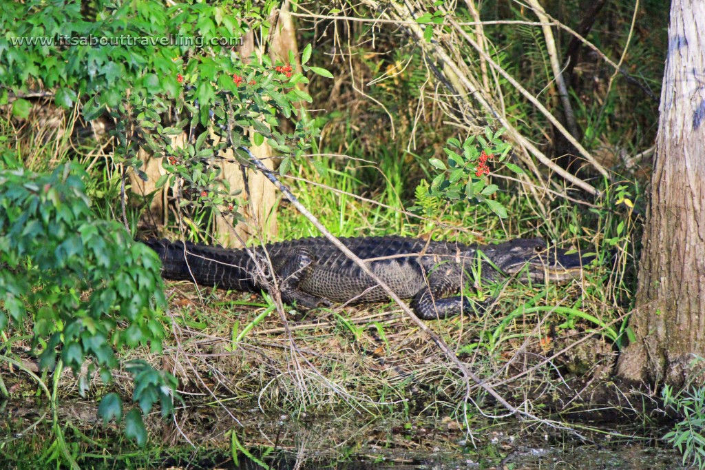 big cypress national reserve