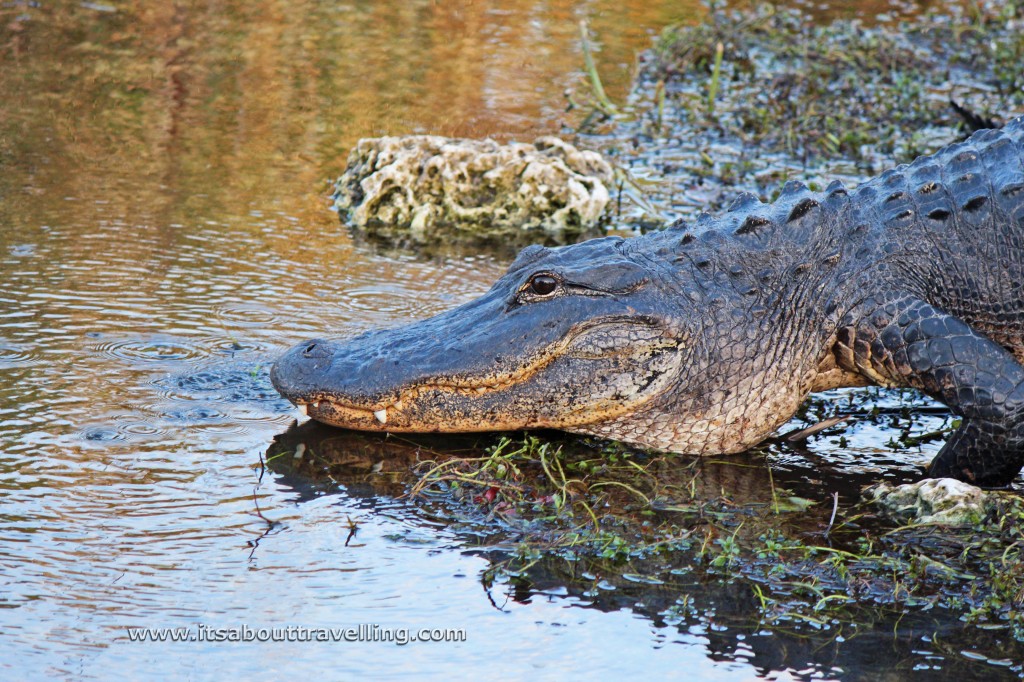 american alligator everglades national park