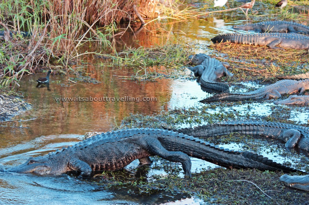 american alligators florida everglades