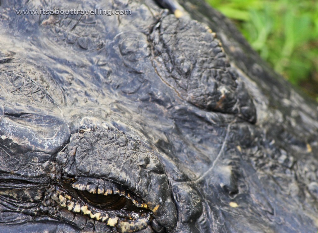 american alligator florida everglades national park