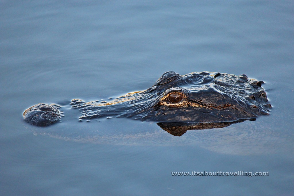 american alligator florida everglades