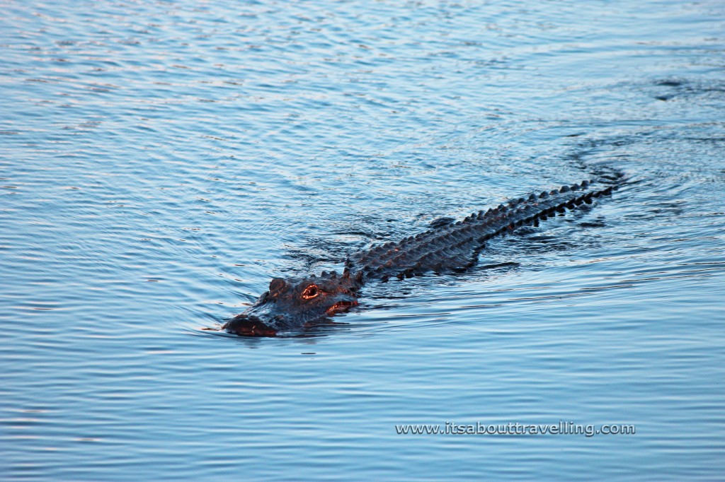 american alligator florida everglades