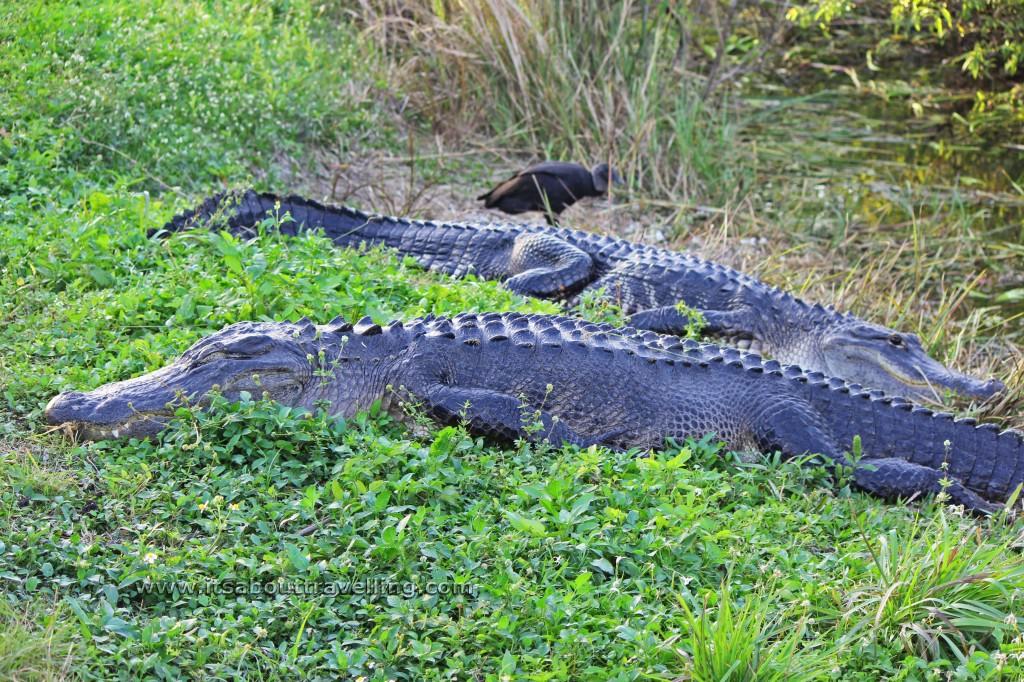 The American Alligator - It's About Travelling