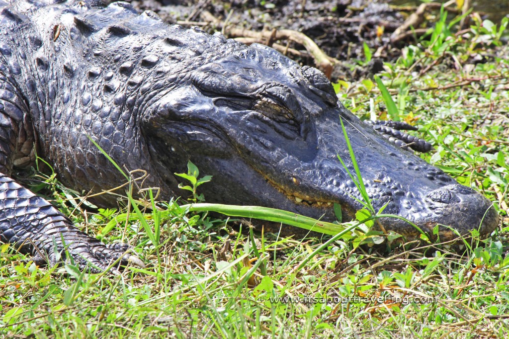 gator florida everglades