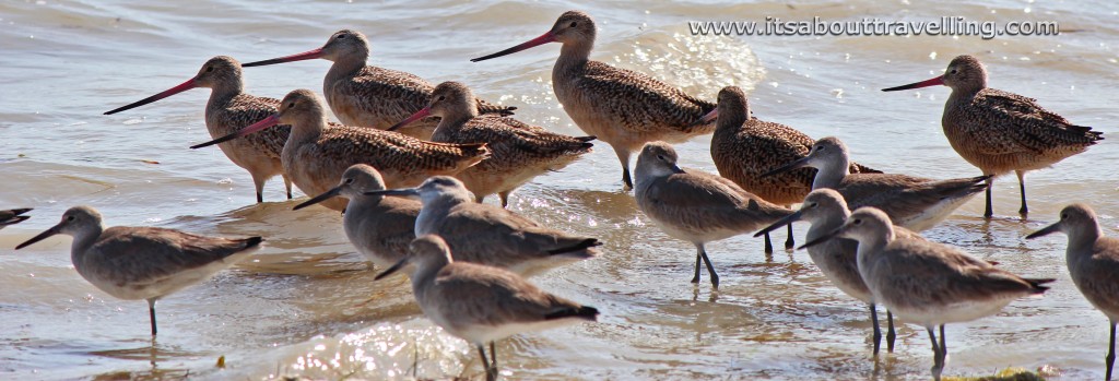 willets at flamingo campground in everglades national park