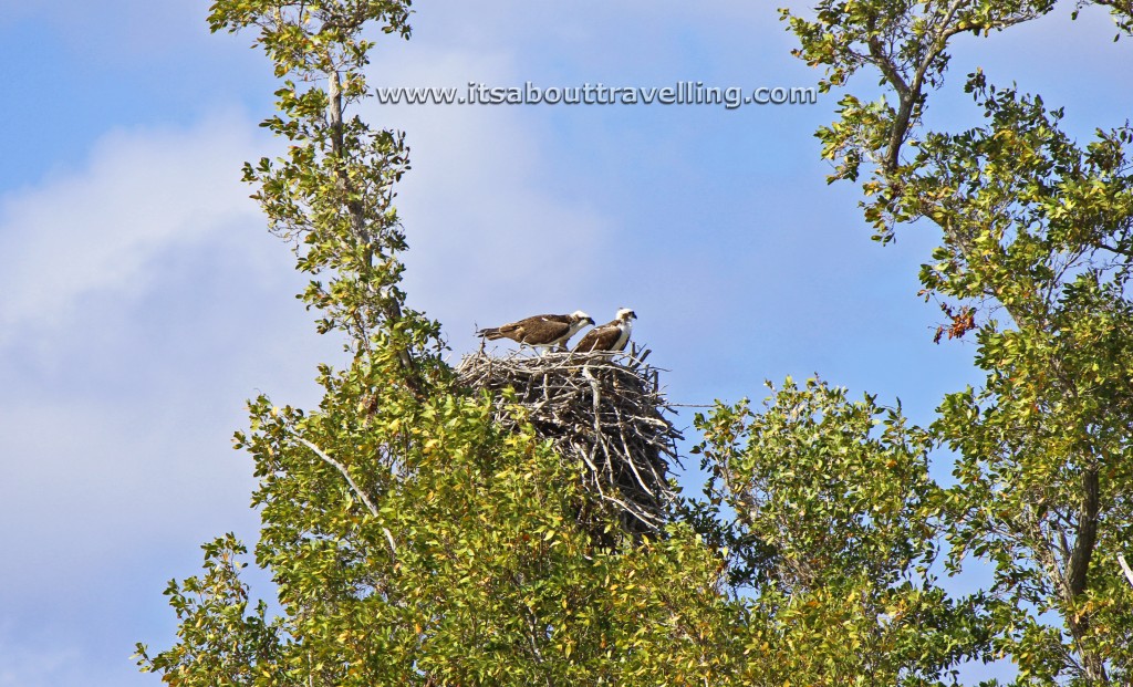 bald eagle nest eco pond flamingo florida