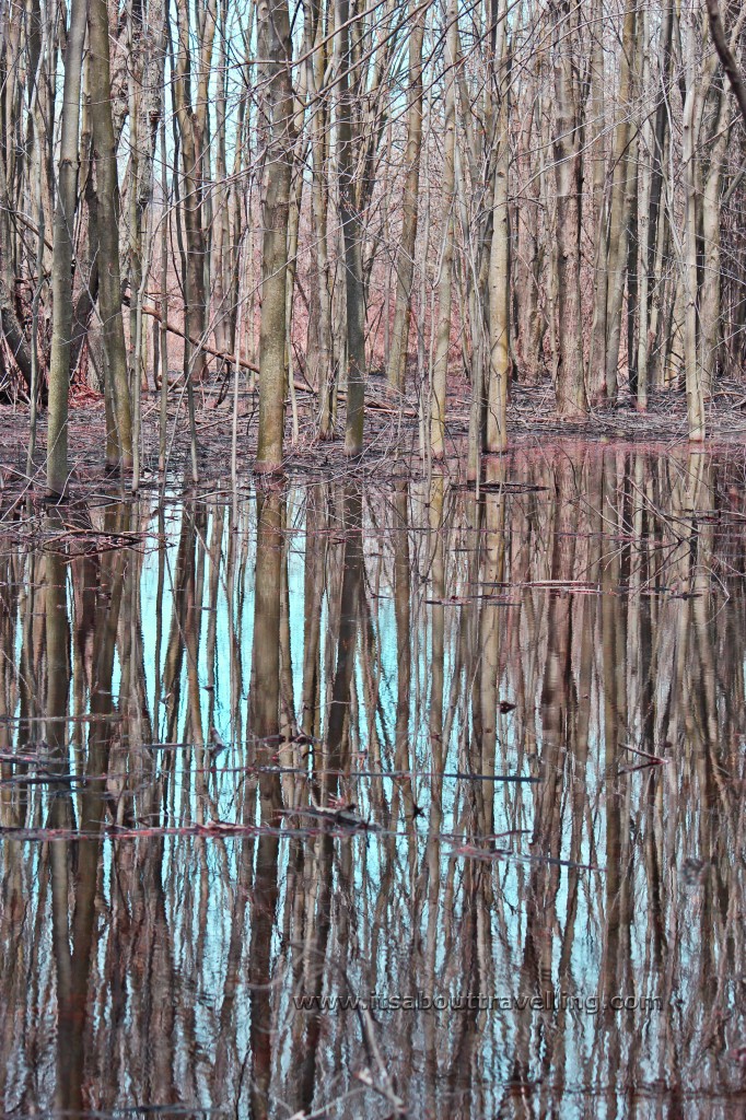 springtime hardwood wetlands