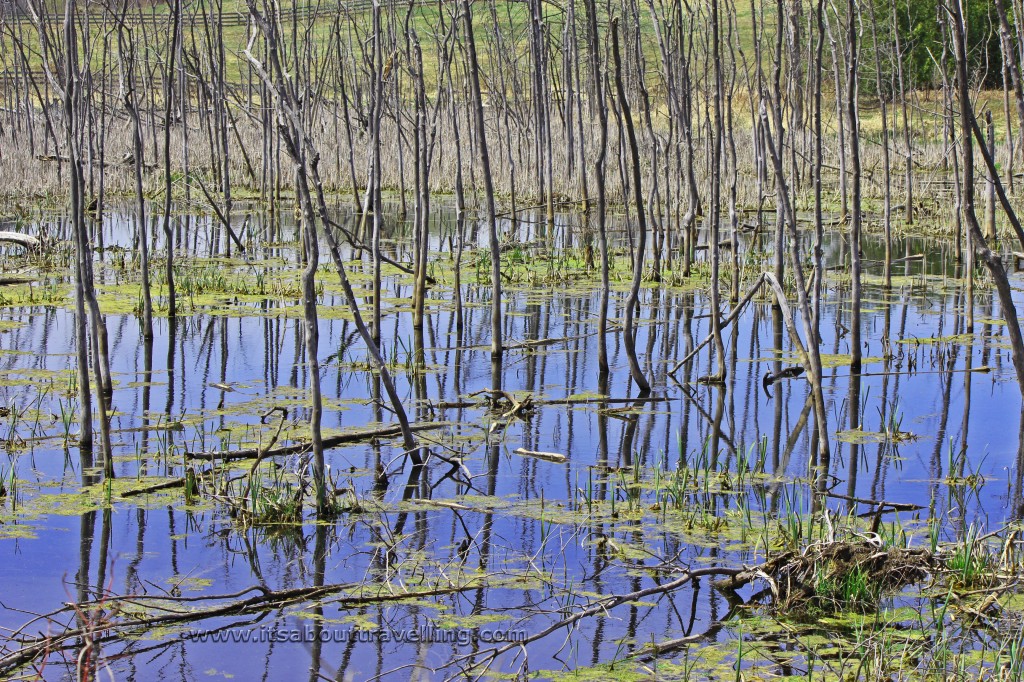 caledon rail trail swamp