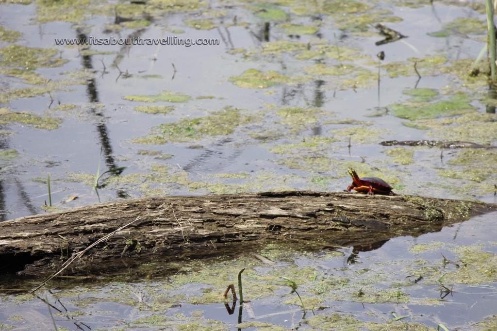 painted turtle caledon trailway