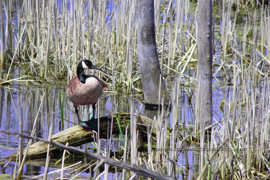 canada goose caledon trailway