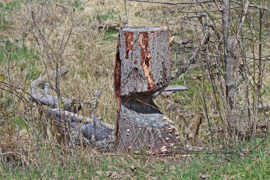 beaver cut tree