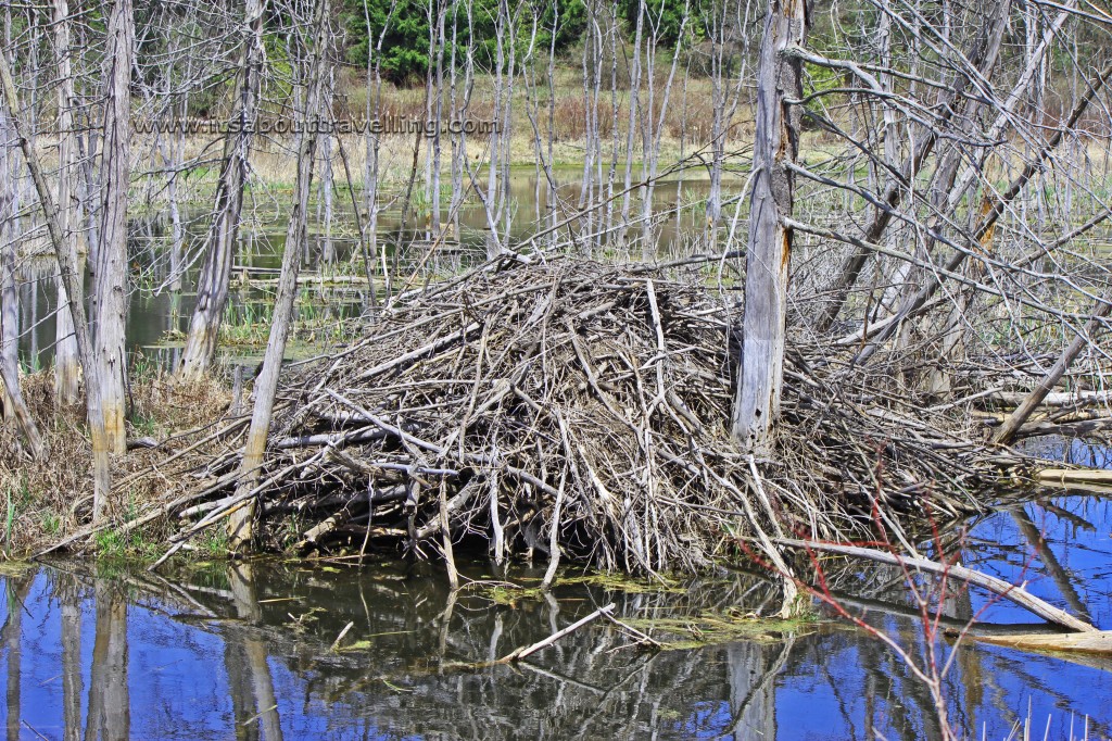 beaver lodge caledon trailway