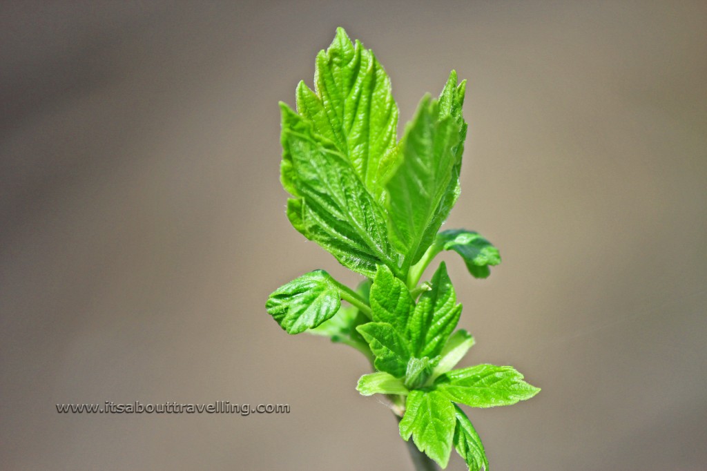 manitoba maple bud leaves