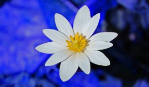 white flower photoshop elements