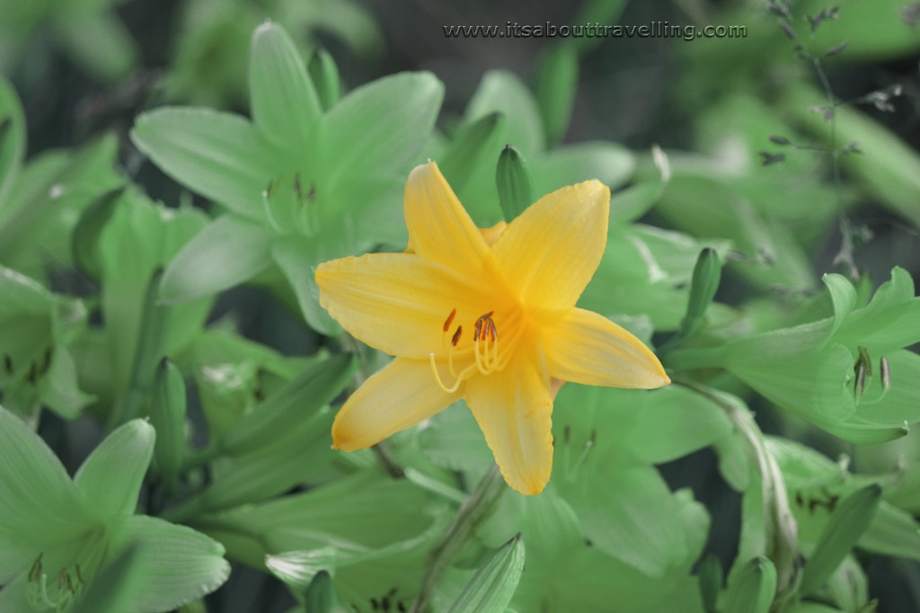 wild yellow lily