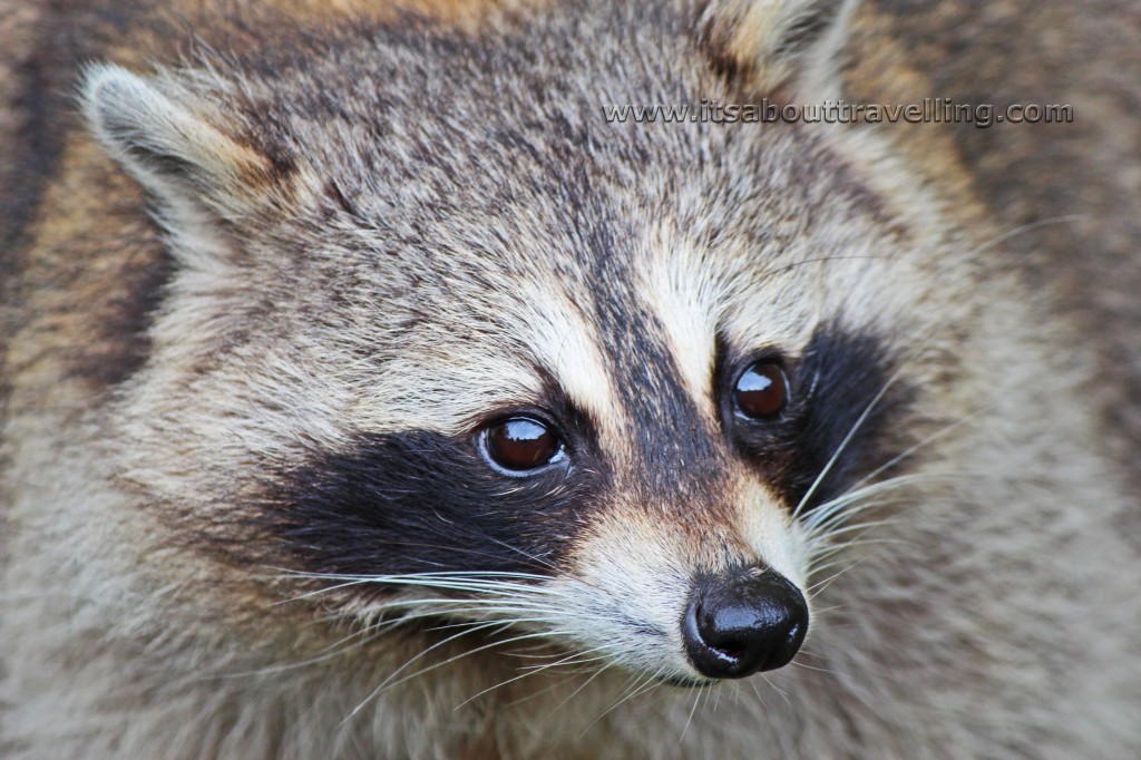 raccoon toronto zoo