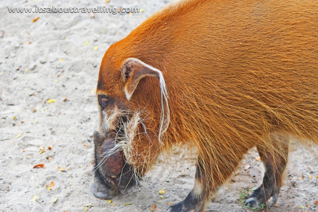 warthog toronto zoo