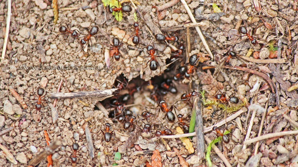 ant hill island lake conservation area orangeville ontario