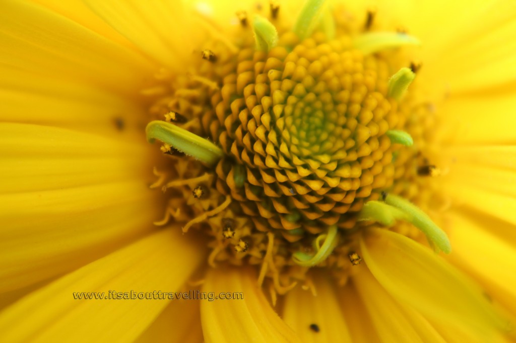 macro closeup lens filter kit