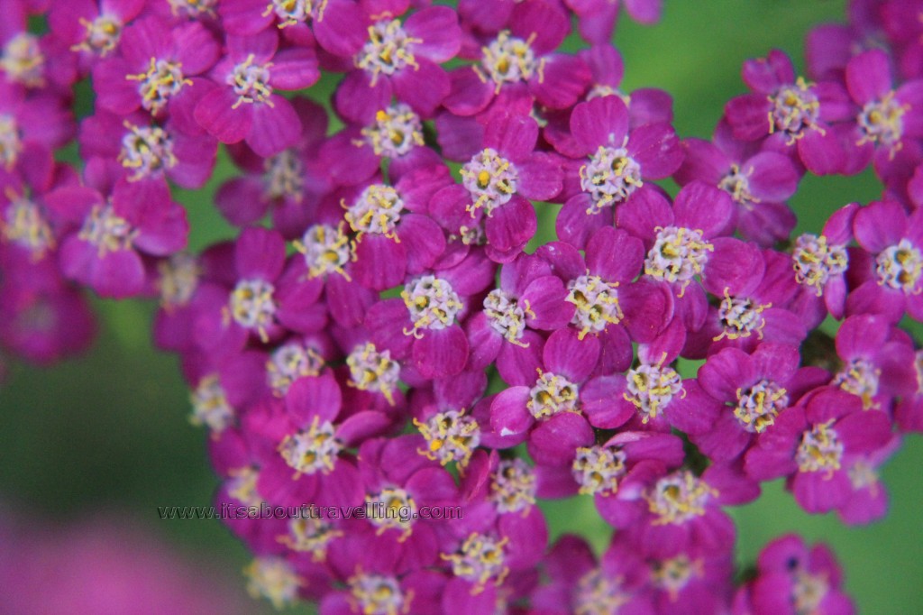 macro closeup lens filter kit