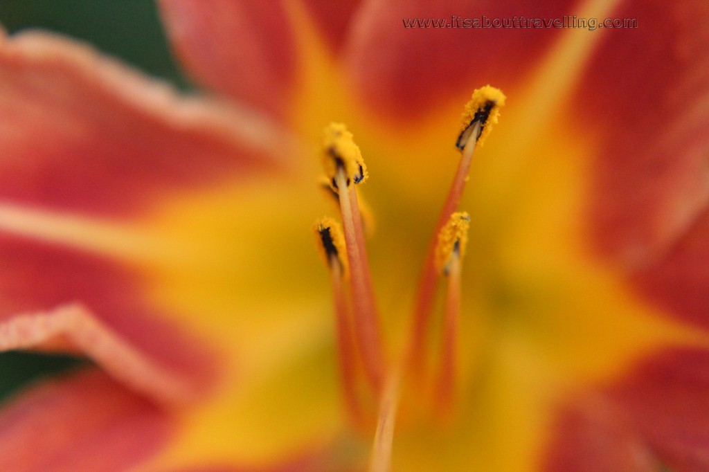 macro closeup lens filter kit