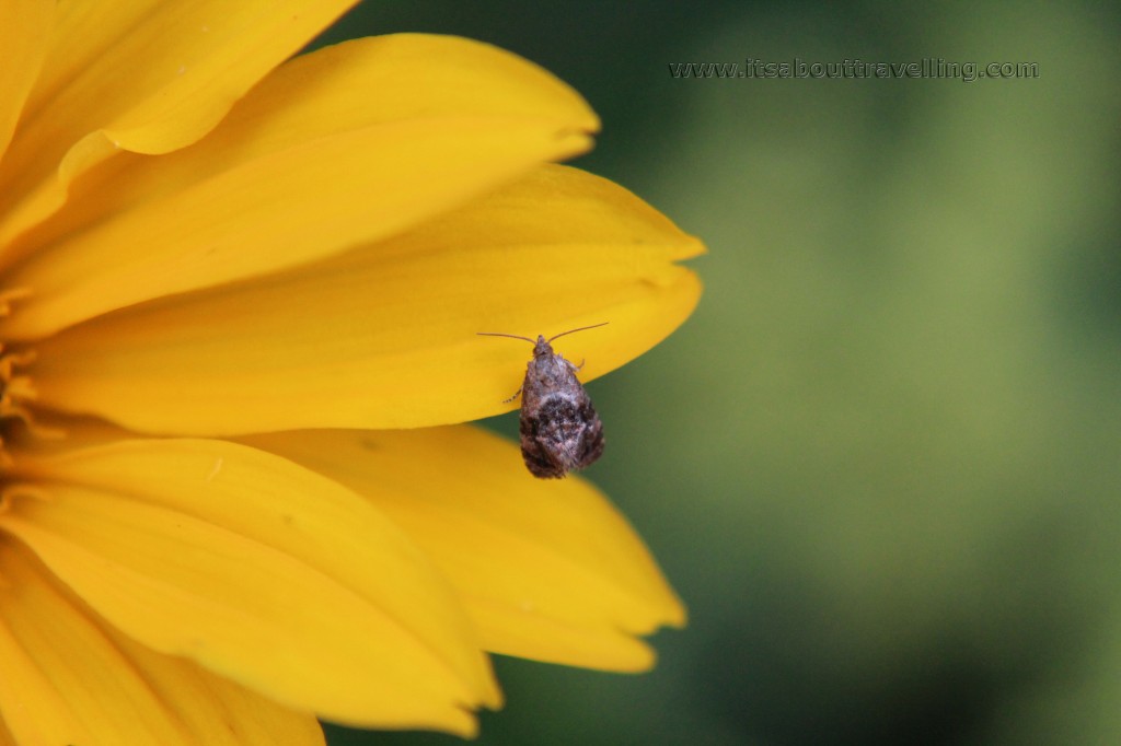 macro closeup lens filter kit