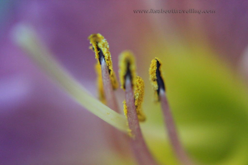 macro closeup lens filter kit