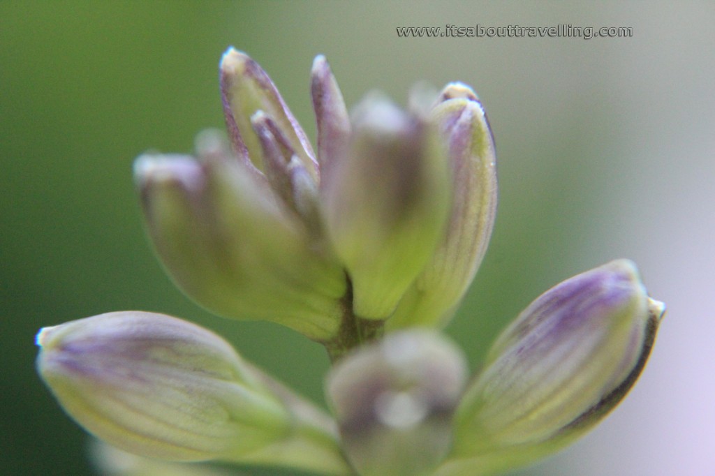 macro closeup lens filter kit