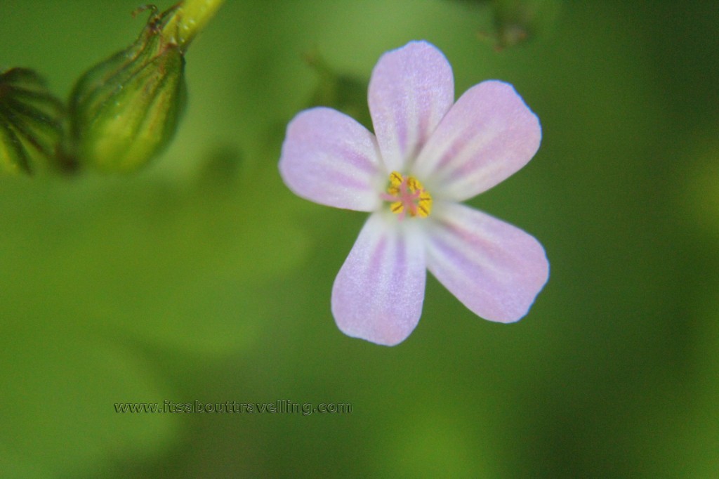 macro closeup lens filter kit