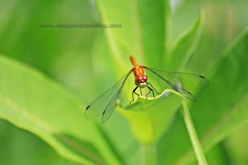 sympetrum obtrusum