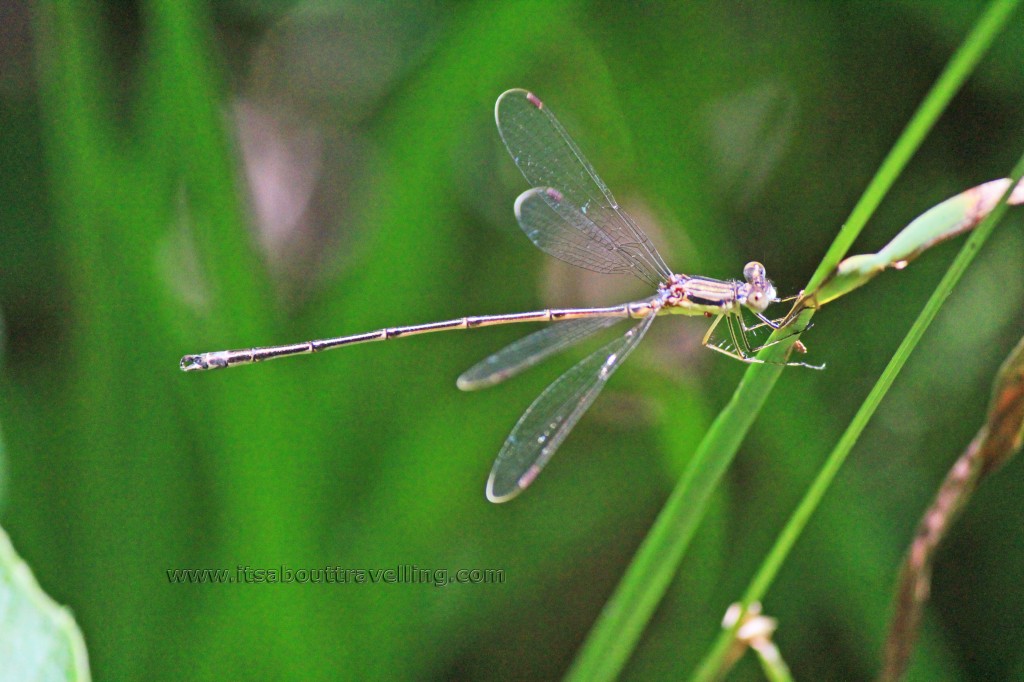 enallagma antennatum