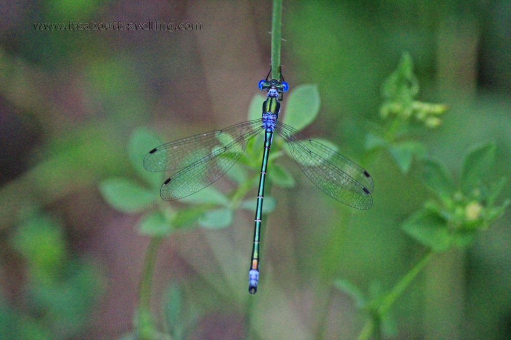 lestes dryas