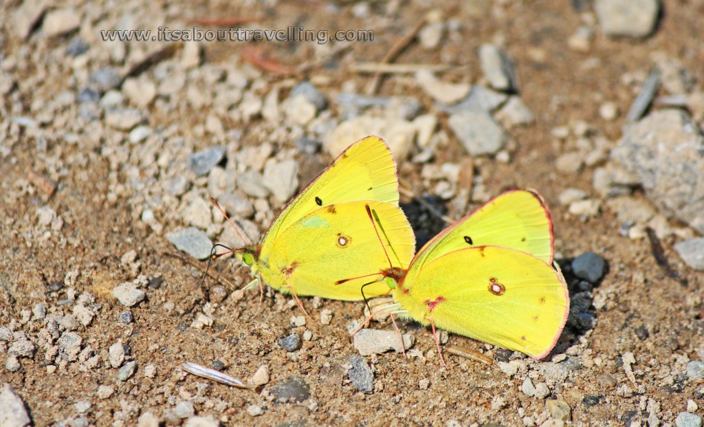 colias philodice