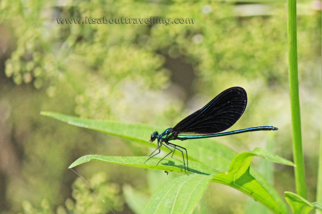 calopteryx maculata