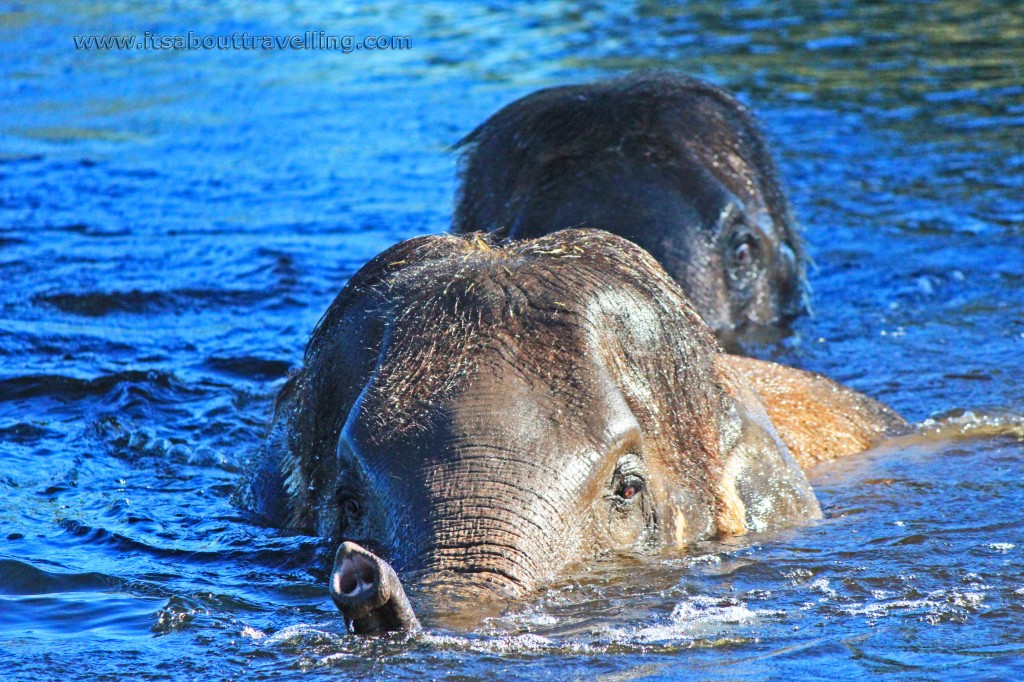 asian elephants african lion safari ontario canada