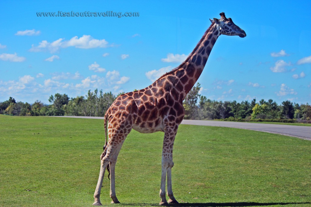 giraffe at african lion safari ontario canada