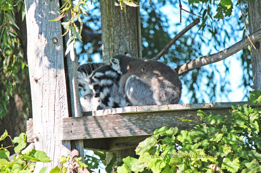 lemur at african lion safari ontario canada