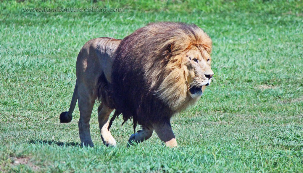 African Lion Safari - A Trip To Africa Without Leaving Canada