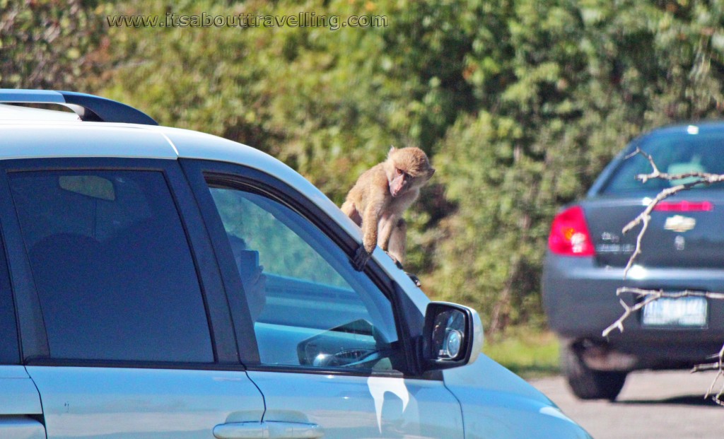 monkey on car at african lion safari