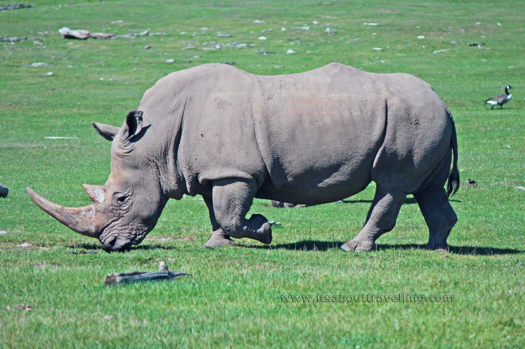 rhinoceros african lion safari ontario canada