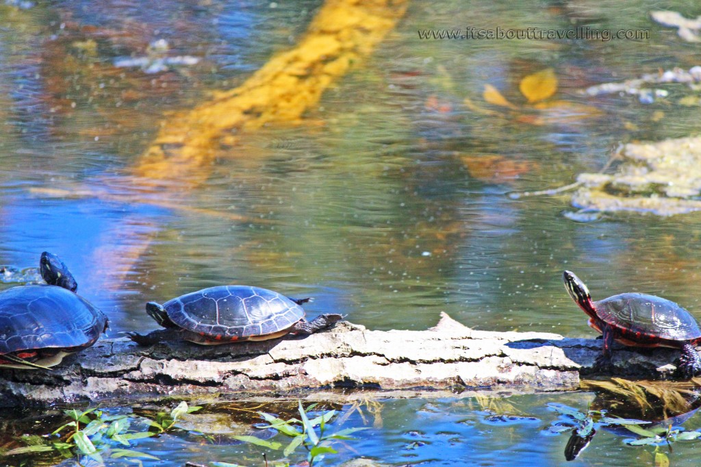 painted turtles african lion safari ontario canada