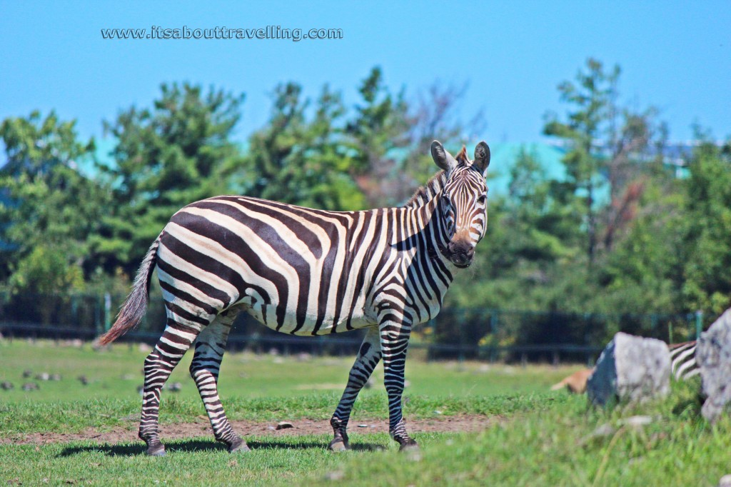 zebra at african lion safari ontario canada