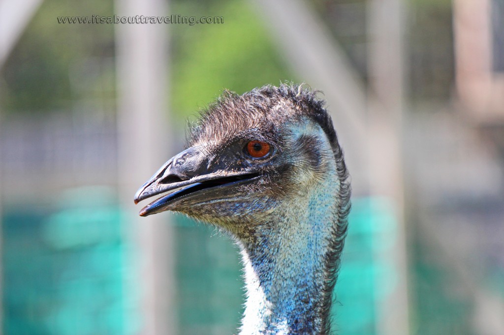 elmvale jungle zoo emu