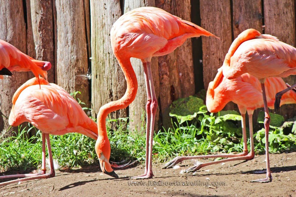 elmvale jungle zoo pink flamingo