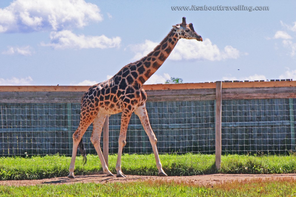 elmvale jungle zoo giraffe